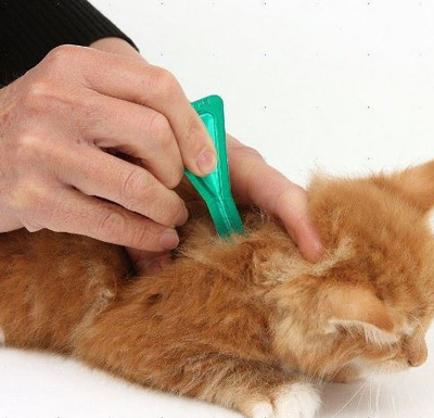 Pipetas antipulgas para gatos