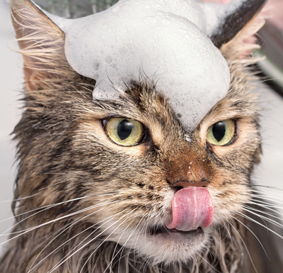 Shampoo para gatos